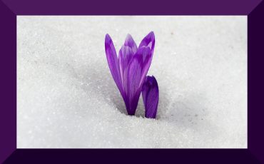 crocus.1